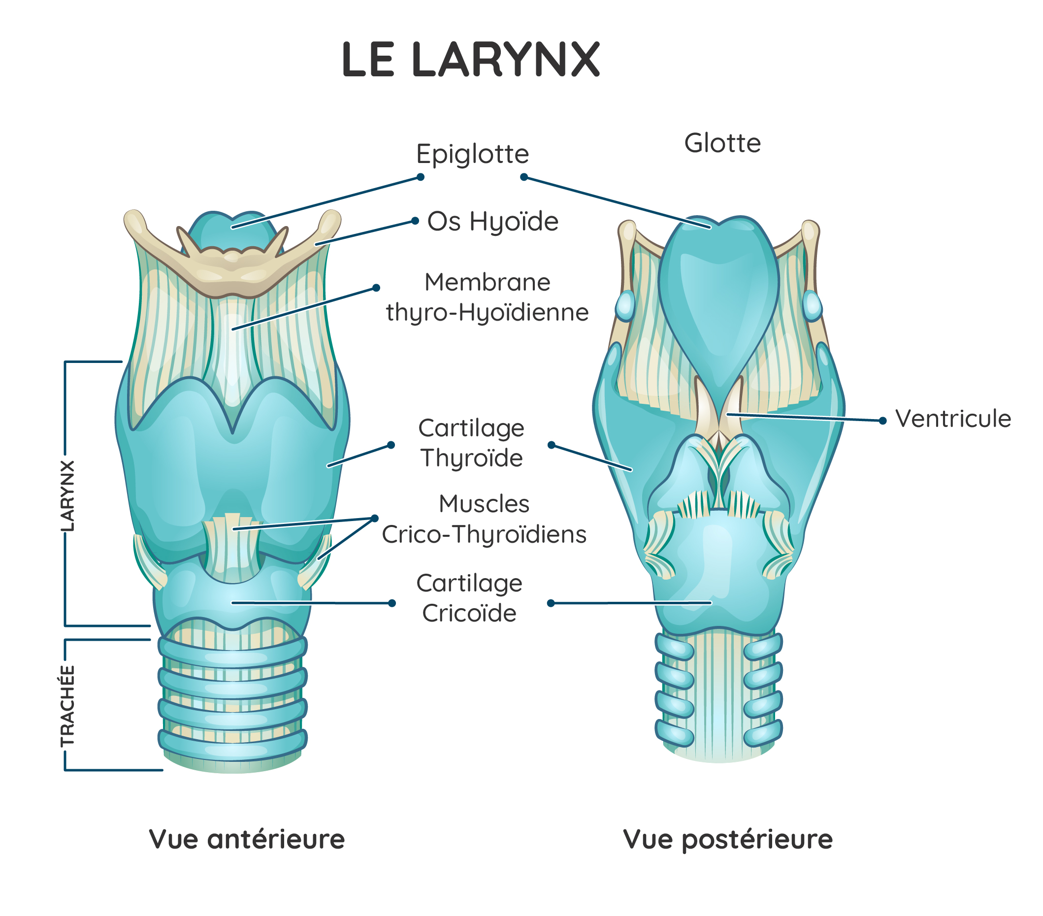 larynx