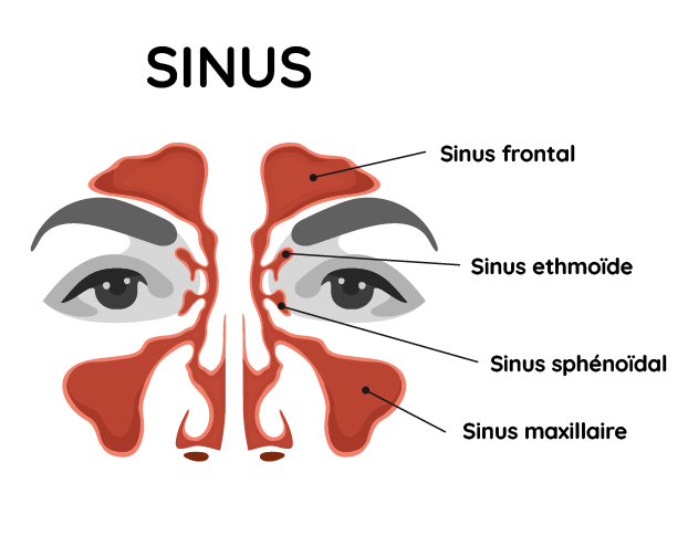 les sinus