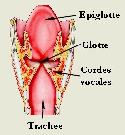 Schéma Larynx - Dr Pierre Blot